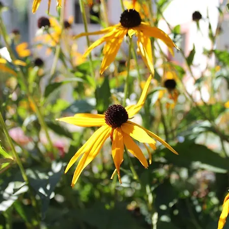 Jurca Kwatera prywatna *