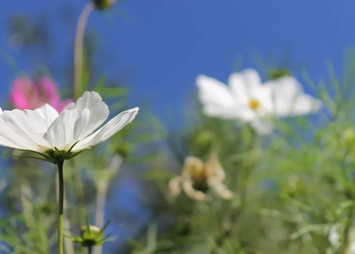 Alloggio in famiglia Jurca *
