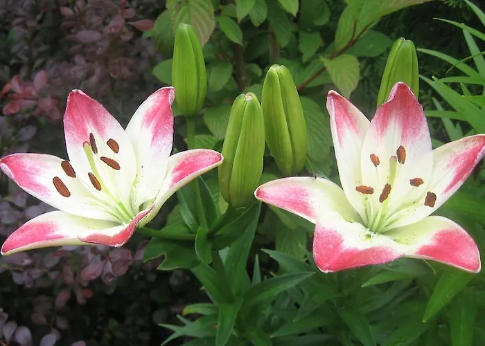 Nastanitev v družini Jurca